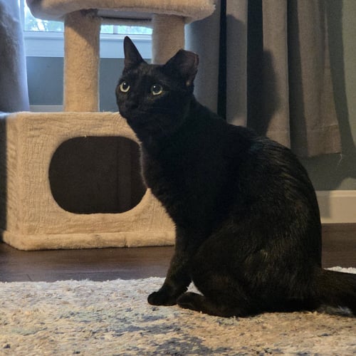 PAULEY - Domestic Short Hair available for adoption