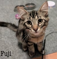Fuji - Photo 1