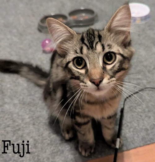 FUJI - Domestic Short Hair available for adoption