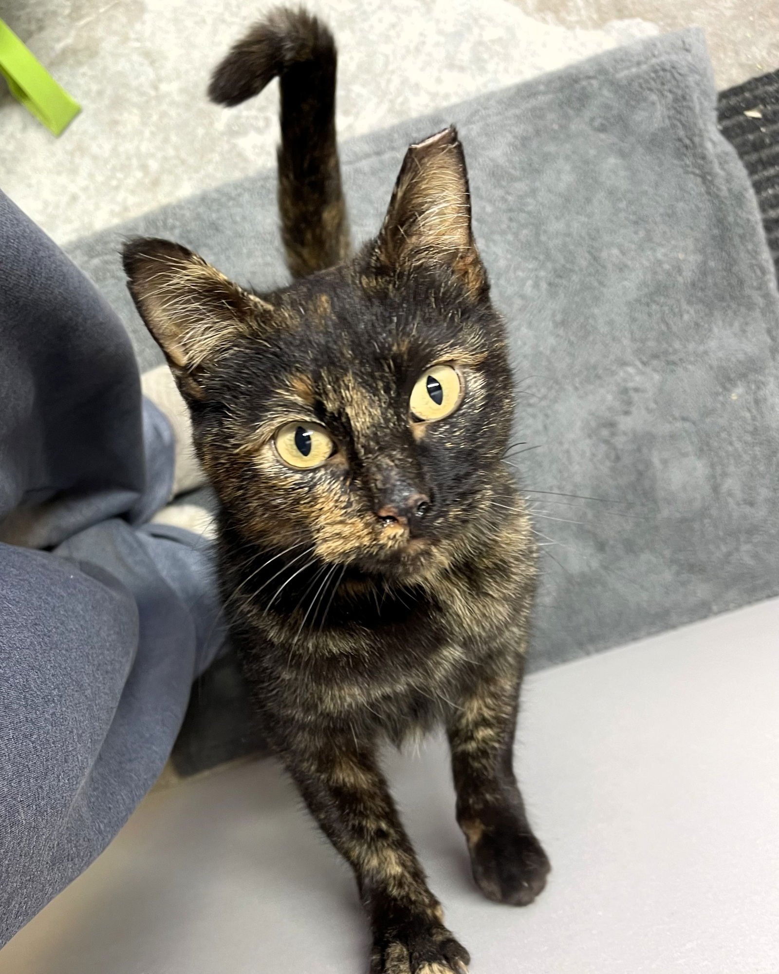 CARAMEL - Domestic Short Hair available for adoption