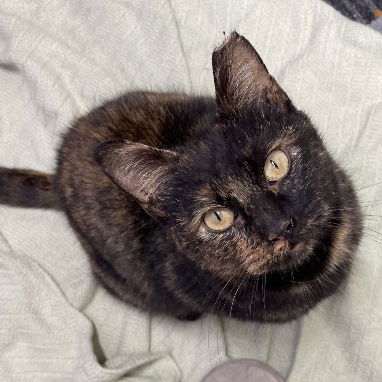 CARAMEL - Domestic Short Hair available for adoption