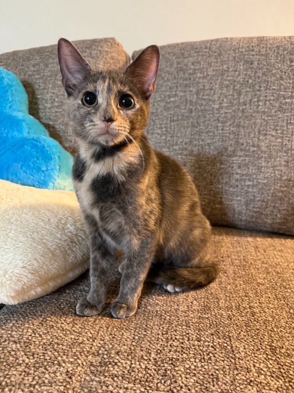 PADDY - Domestic Short Hair available for adoption