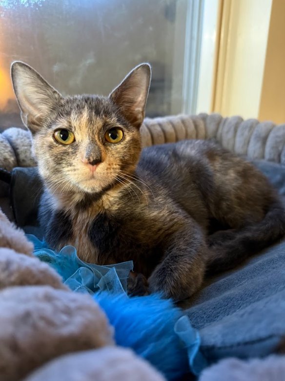 PADDY - Domestic Short Hair available for adoption