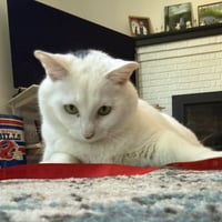 Otis - Photo 1