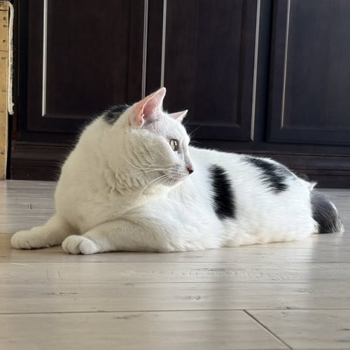 OTIS - Domestic Short Hair available for adoption