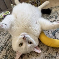 Otis - Photo 3