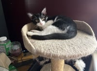 Rory - Photo 2