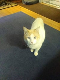 Marshmallow - Photo 3