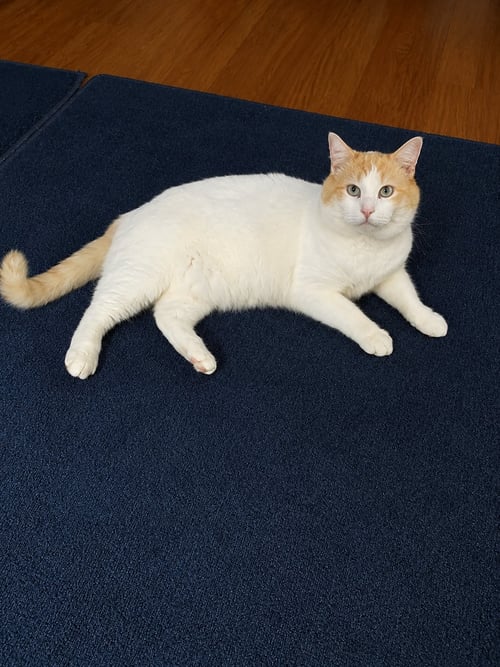 MARSHMALLOW - Domestic Short Hair available for adoption