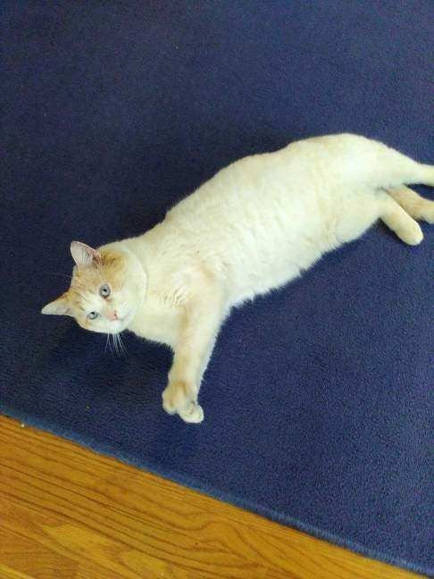 MARSHMALLOW - Domestic Short Hair available for adoption