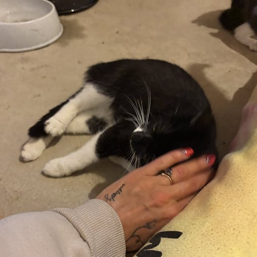 JUNE - Domestic Short Hair available for adoption