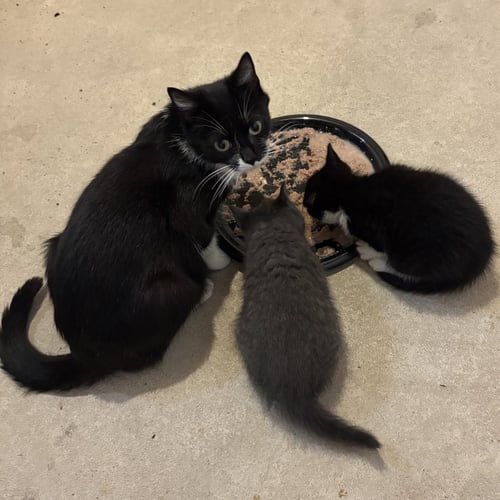 JUNE - Domestic Short Hair available for adoption