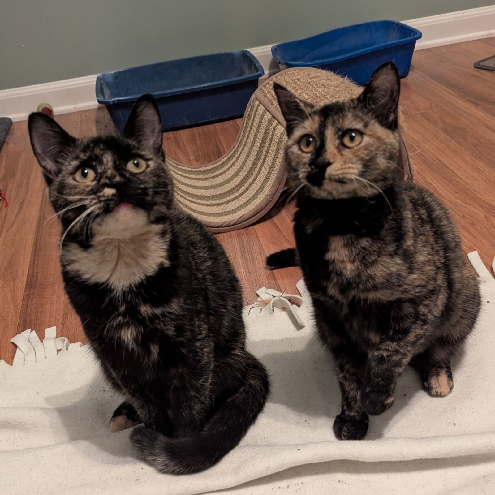 BETTY LOU - Domestic Short Hair available for adoption