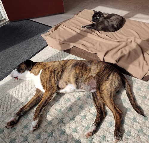 HERCULES - Boxer available for adoption