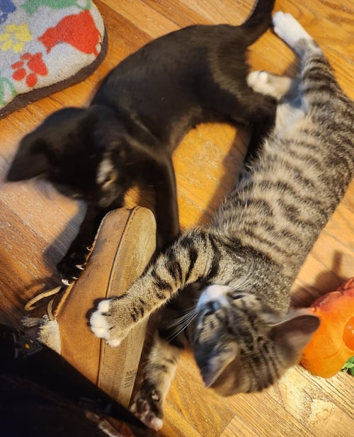 BETEL - Domestic Short Hair available for adoption