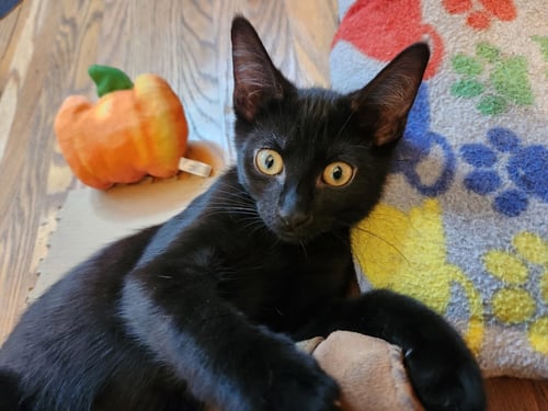 BETEL - Domestic Short Hair available for adoption