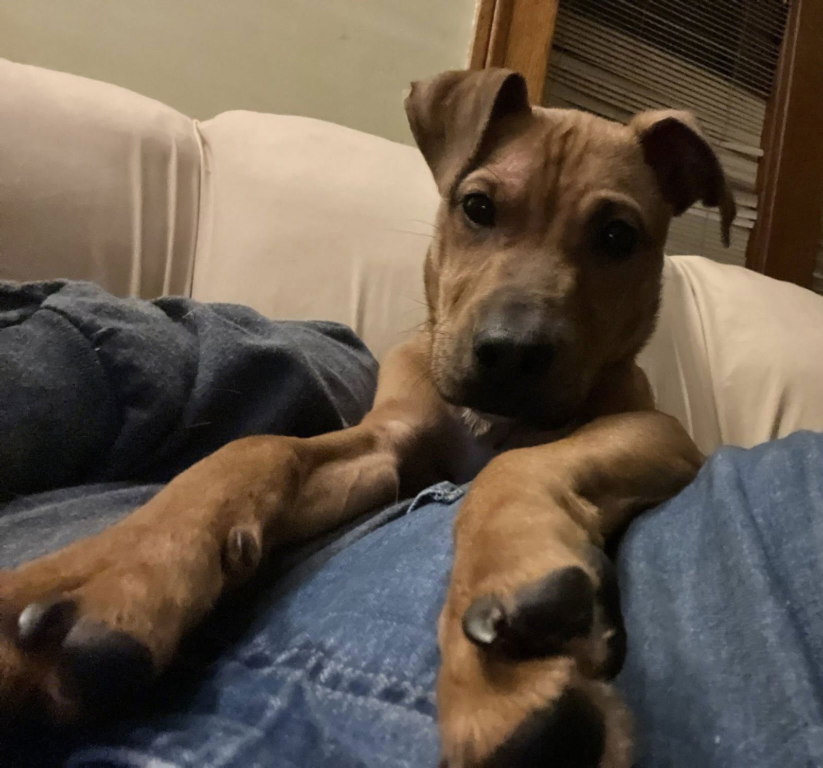 DOUGIE - Labrador Retriever / Pit Bull Terrier available for adoption