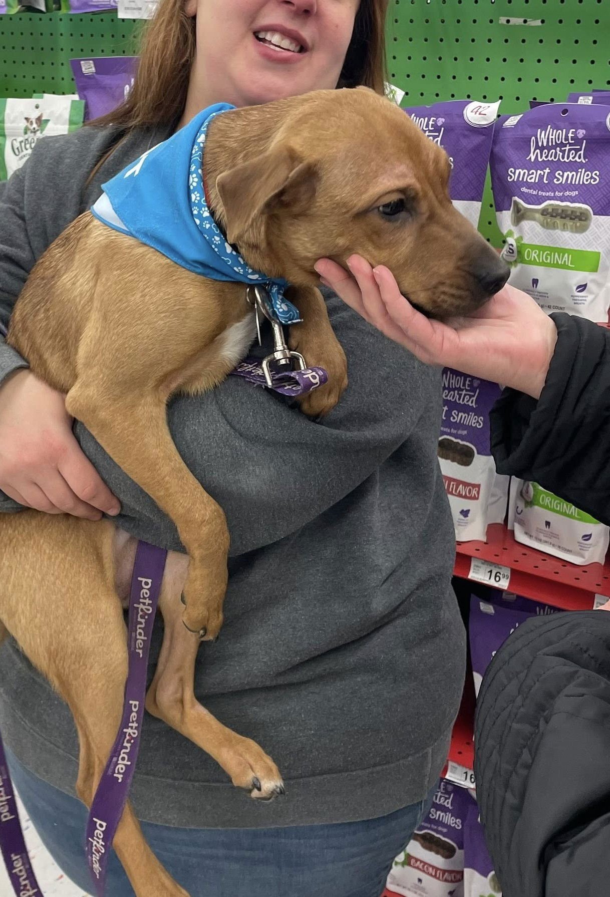 DOUGIE - Labrador Retriever / Pit Bull Terrier available for adoption