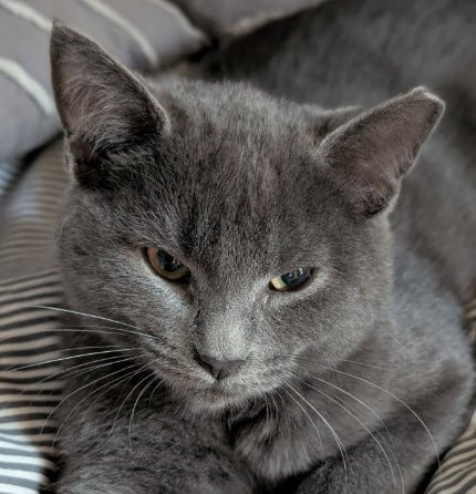 MERCEDES STANTON - Domestic Short Hair for adoption in Worcester