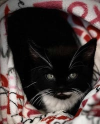 Tobias Stanton - must adopt with Violet - Photo 2