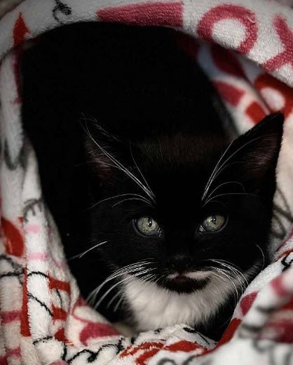 TOBIAS STANTON - MUST ADOPT WITH VIOLET - Domestic Short Hair available for adoption