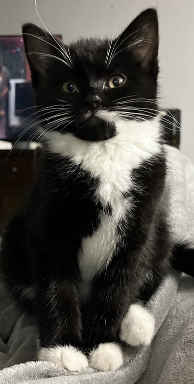 Tobias Stanton - must adopt with Violet Image