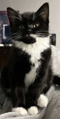 Tobias Stanton - must adopt with Violet - Photo 1