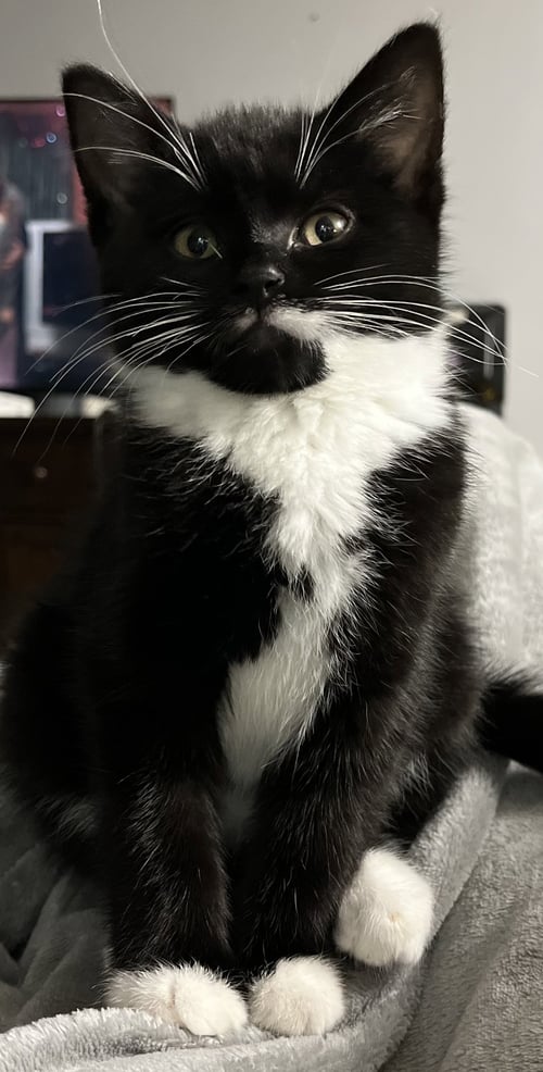 TOBIAS STANTON - MUST ADOPT WITH VIOLET - Domestic Short Hair for adoption in Worcester
