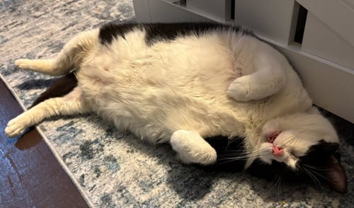 DALLAS AKA DALLY - Domestic Short Hair available for adoption