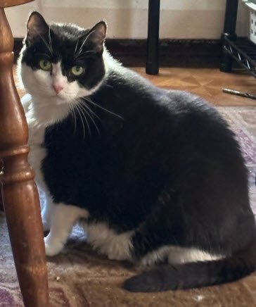 DALLAS AKA DALLY - Domestic Short Hair available for adoption