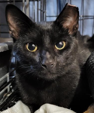 SATURN - Domestic Short Hair available for adoption