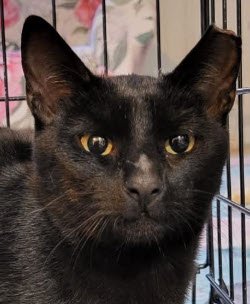 SATURN - Domestic Short Hair available for adoption