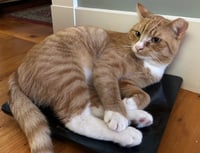 Scraps Beacon - FIV+ -must adopt with Elvira - Photo 5