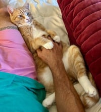 Scraps Beacon - FIV+ -must adopt with Elvira - Photo 4