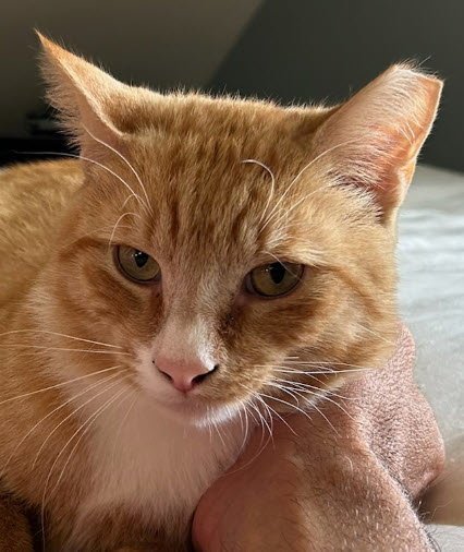 Scraps Beacon - FIV+ -must adopt with Elvira Image