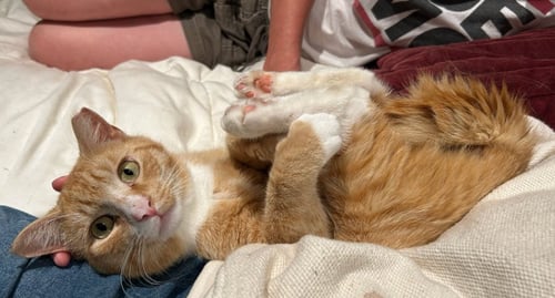 SCRAPS BEACON - FIV+ -MUST ADOPT WITH ELVIRA - Domestic Short Hair available for adoption