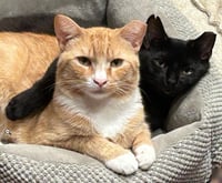 Scraps Beacon - FIV+ -must adopt with Elvira - Photo 6