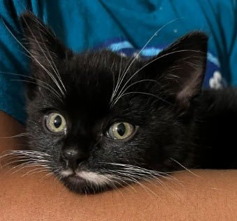 VIOLET STANTON - Domestic Short Hair for adoption in Worcester