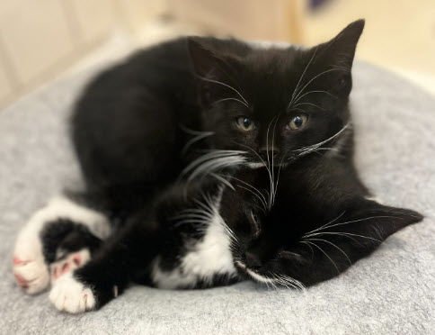 VIOLET STANTON - Domestic Short Hair available for adoption