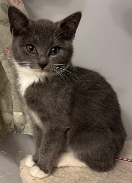 KIA STANTON - Domestic Short Hair for adoption in Worcester