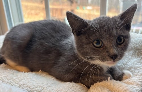 KIA STANTON - Domestic Short Hair available for adoption