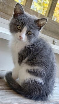 Caoihme Greenhill - Photo 2