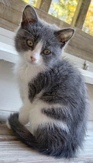 CAOIHME GREENHILL - Domestic Short Hair available for adoption