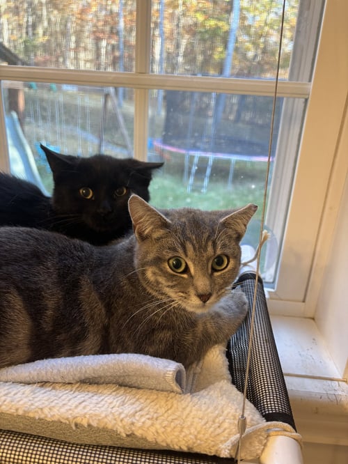 FERRARI STANTON - Domestic Short Hair available for adoption