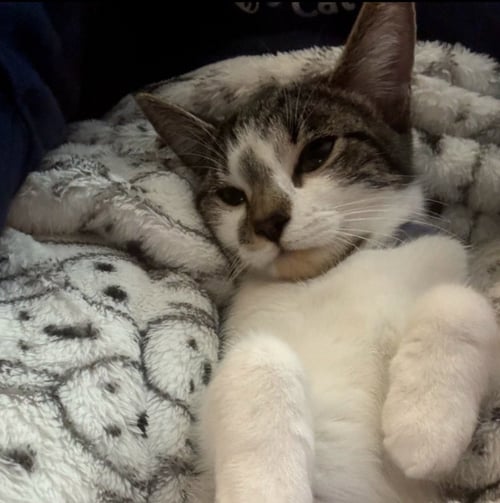 ABI CLARKSON - Domestic Short Hair available for adoption