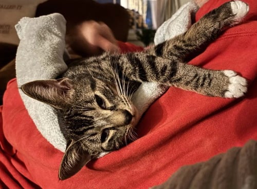SAM CLARKSON - Domestic Short Hair available for adoption