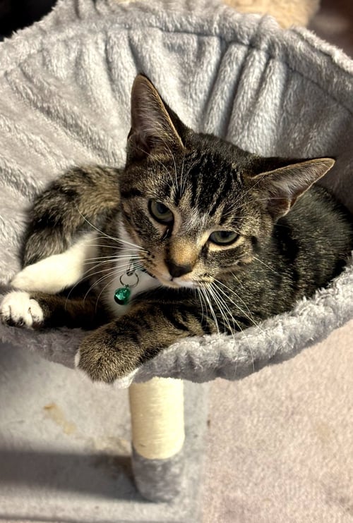 SAM CLARKSON - Domestic Short Hair available for adoption