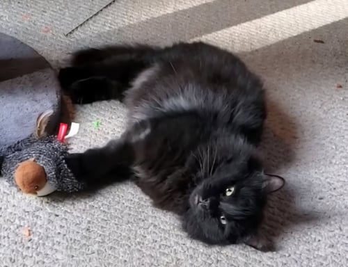 CARBON PENN - Domestic Long Hair available for adoption