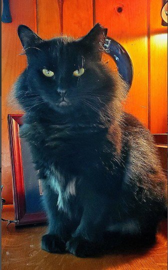CARBON PENN - Domestic Long Hair for adoption in Worcester