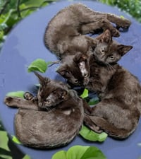Nani Thayer - needs a young cat buddy - Photo 3